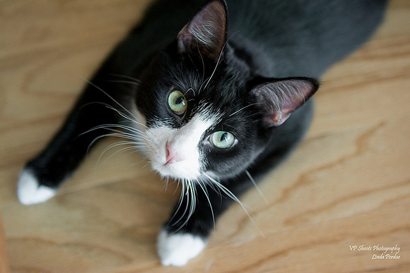 Tuxedo cat photographed from above