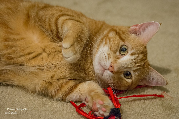 Cat playing with string