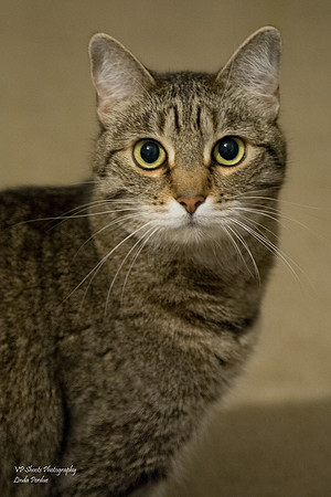 Head and shoulder pose of cat