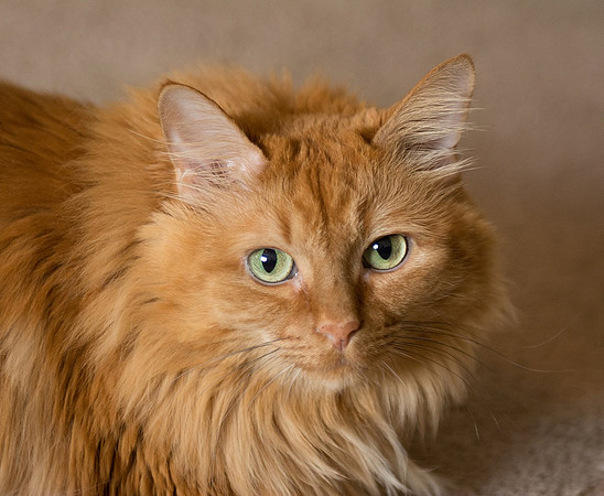 Long haired orange tabby