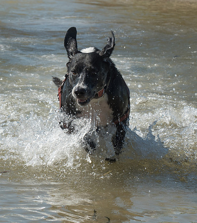 Abby running through the water
