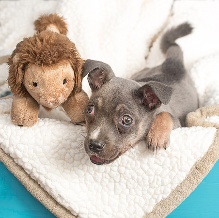 Small puppy portrait photos