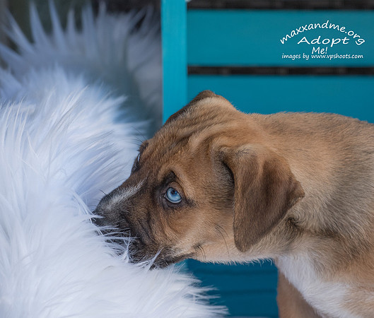 Blue eyed puppy