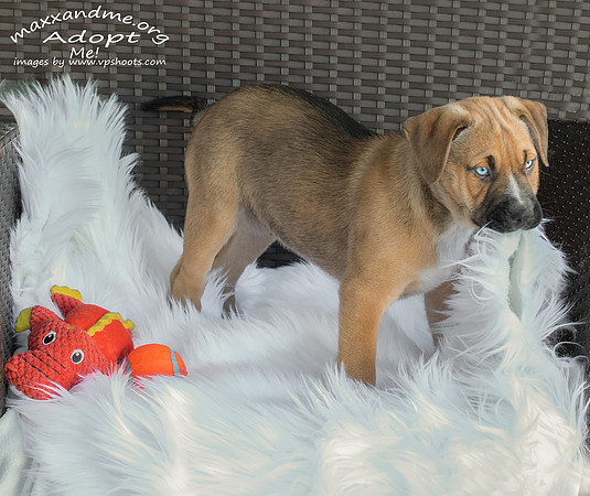 Maxx and Me Pet Rescue