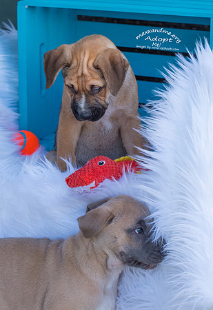puppy siblings