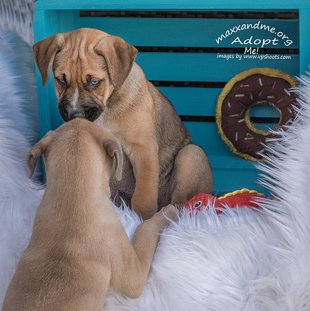 puppy siblings