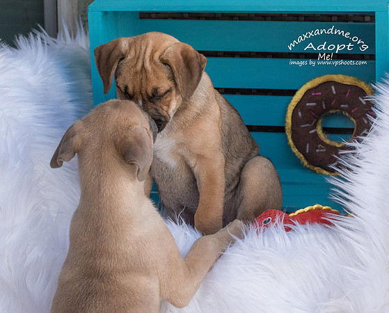 puppy siblings