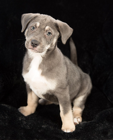 Puppy with black background