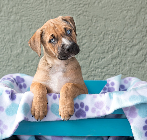 Puppy in basket with head tilt