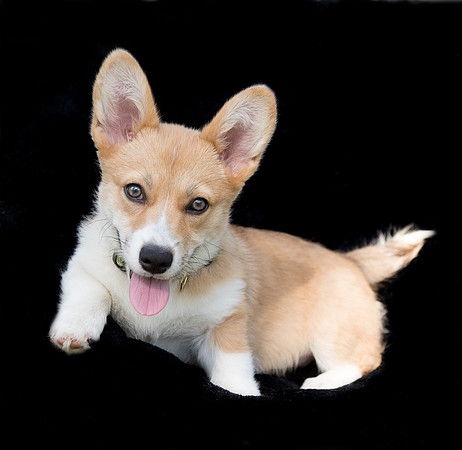 Corgi puppy portrait