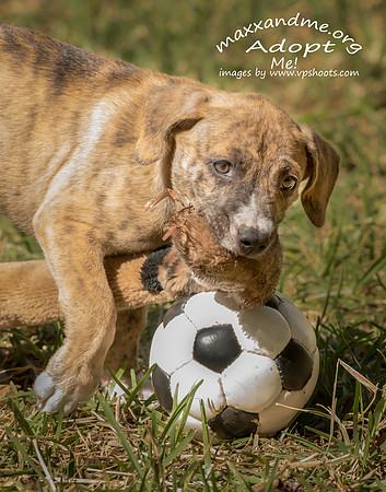 Maxx and Me Pet Rescue