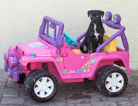 Black puppy in Barbie Jeep