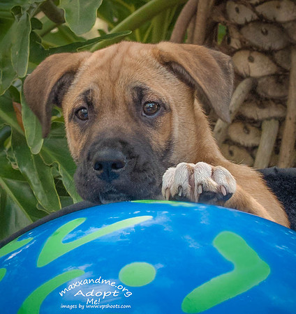 Puppy with large ball