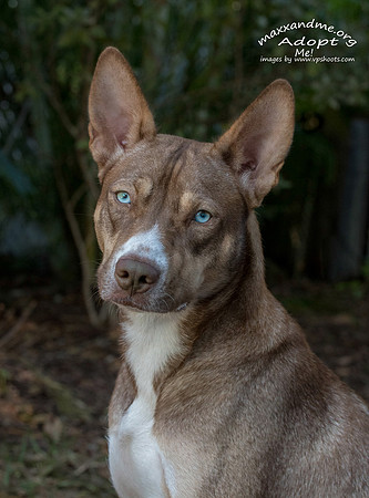 Blue eyed Momma Dog