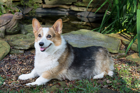 Corgi dog portrait