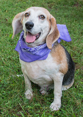 Sweetie - a senior beagle