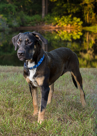Dog standing by lake