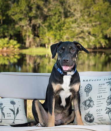 Dog sitting on a bench
