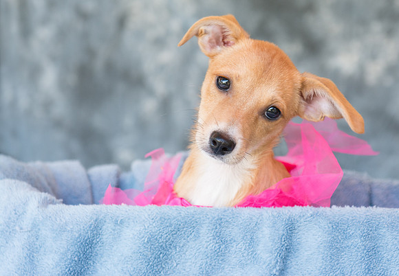 Cute puppy in a basket
