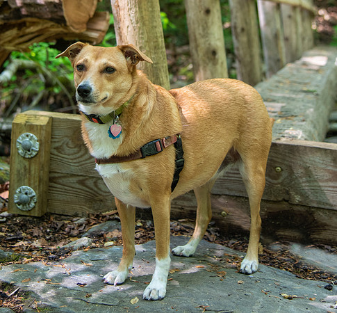 Dog hiking in North Carolina