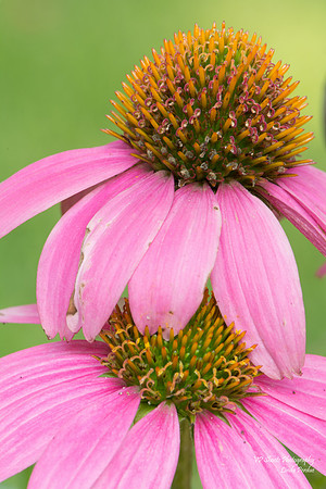 Purple coneflower