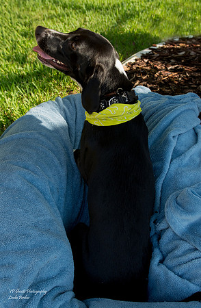 Abby - Adopted by us!