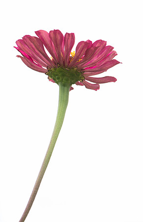 Zinnia flower