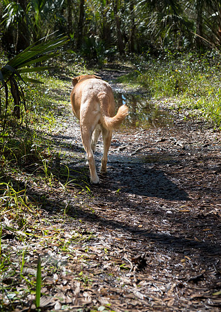 Natural trail at Lettuce Lake Park