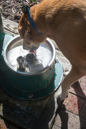 Dog water fountain at Lettuce Lake Park