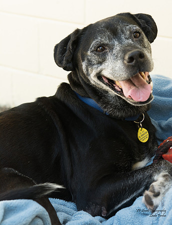 Rosie - adopted