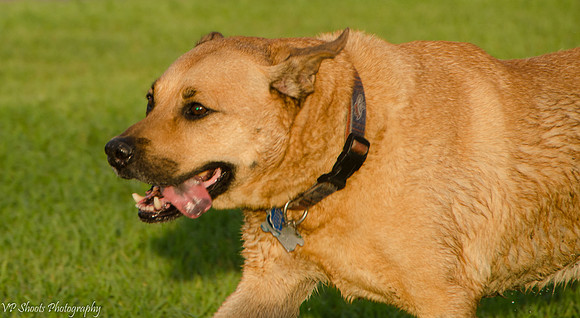 Charley on the run