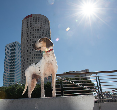 Dog Tampa Riverwalk
