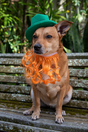 St Patrick's Day - went to the dogs