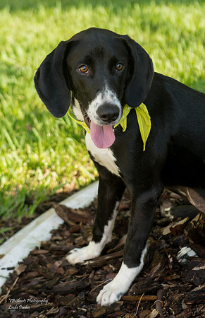 Abby - Adopted by us!