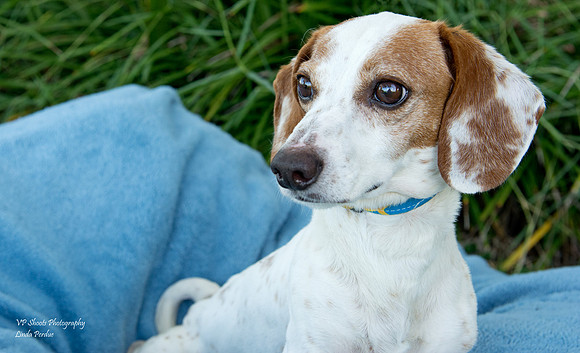 Max - Adopted