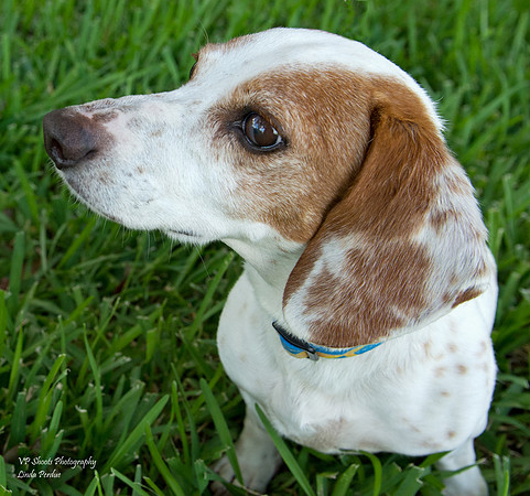 Max - Adopted