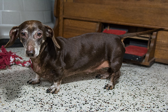 Rusty - Adopted