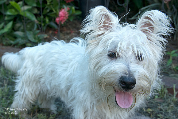 Sugar - Adopted