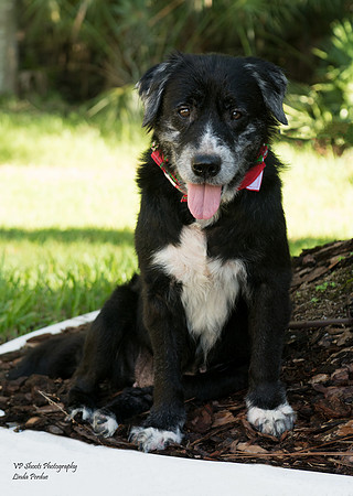 Sweets - Adopted