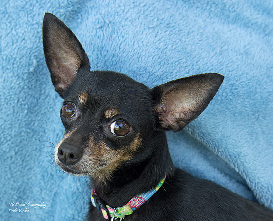 Penelope - Adopted