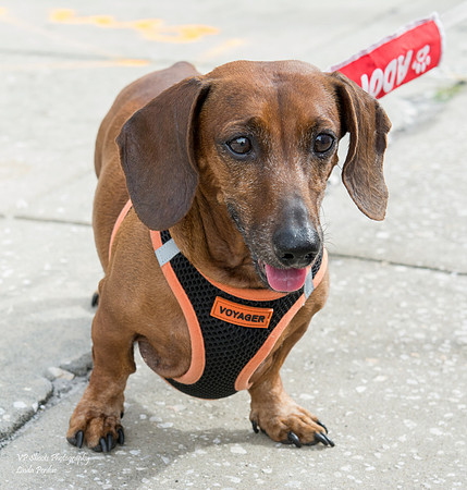 Frank - Adopted