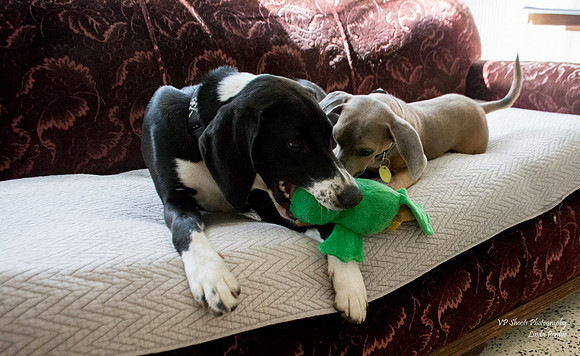 Lucky (Male) and Abby