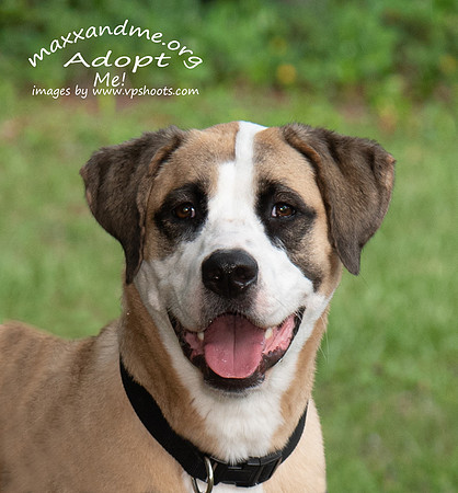 Buck, a large mixed breed male dog