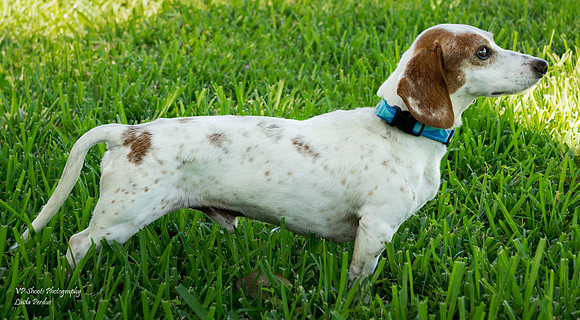 Max - Adopted