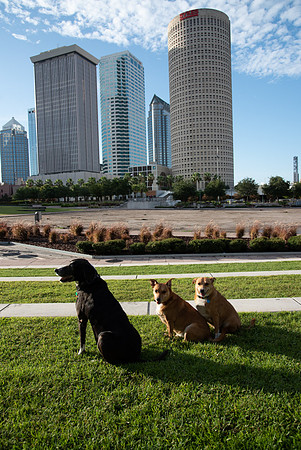 Dogs downtown Tampa riverwalk