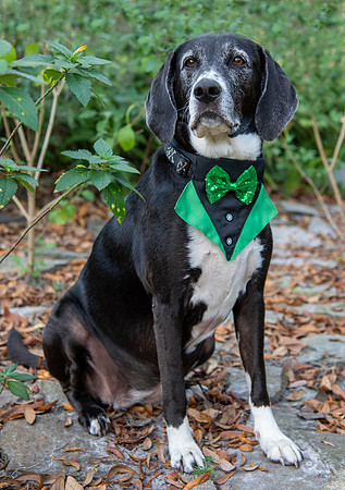 Mixed breed dog celebrates St Patrick's Day