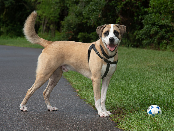 Dog standing by toy ball