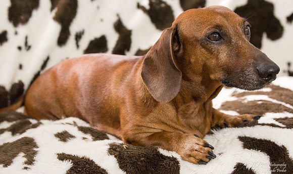 Frank - Adopted