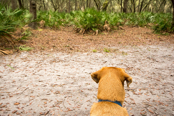 Nature trail at Lettuce Lake Park