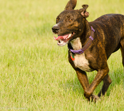 Dog running free